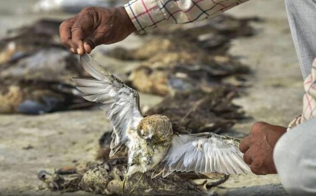 Hơn 2.400 con chim chết bên hồ, phủ kín gần 200 km vuông - Ảnh 2.