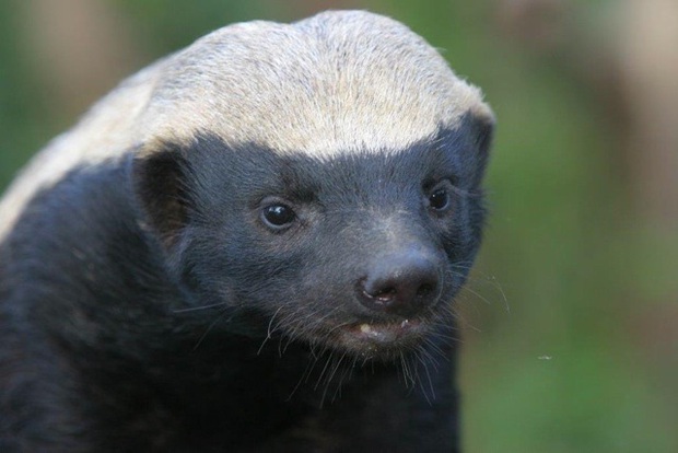 The cat Quilty is still nothing compared to the Stoffel honey badger - a genius who escaped from prison in the animal world, broke the door of the barn and attacked the lord of the forest - Photo 1.