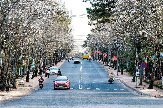 Đã phát hiện ra con đường sống ảo ngập tràn hoa ban trắng đẹp nhất Đà Lạt mùa này, lên hình cứ ngỡ nước Nhật xa xôi - Ảnh 7.