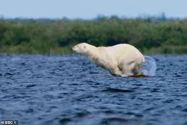 Khoảnh khắc xót xa phản ánh hệ quả của biến đổi khí hậu: Băng tan, gấu Bắc Cực đói khát liều mình tìm cách săn cá voi trắng - Ảnh 3.