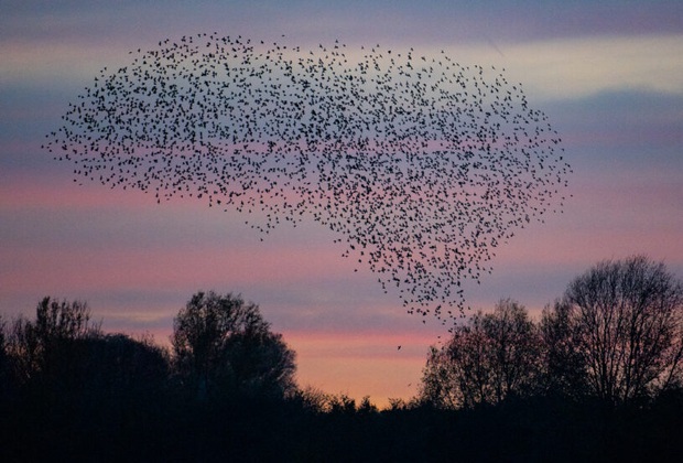 Hàng trăm con chim rơi xuống chết một cách bí ẩn, cảnh tượng hãi hùng như phim kinh dị - Ảnh 1.