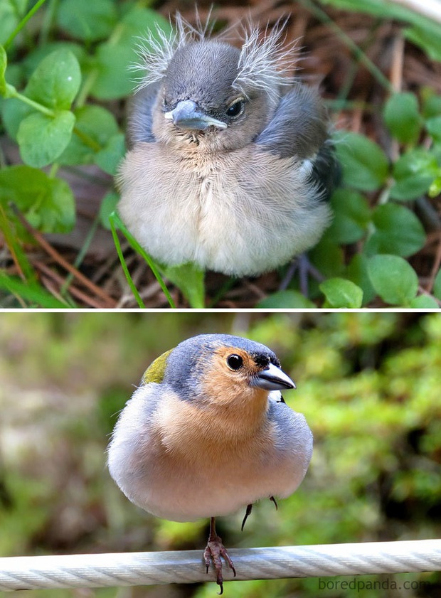 Những loài chim có màn dậy thì thành công nhất mọi thời đại: Lúc bé xâu xấu, lớn lên lại đẹp thấu trời xanh - Ảnh 7.