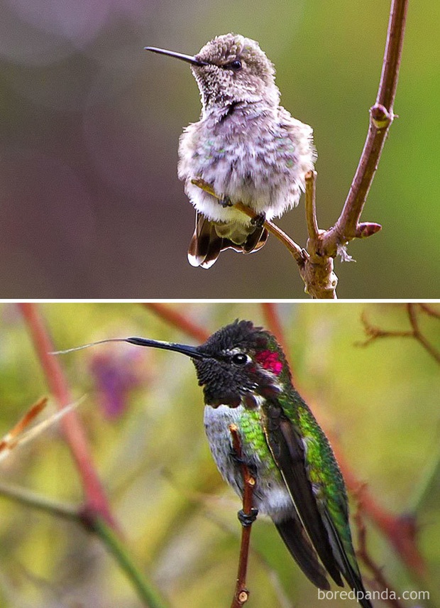 Những loài chim có màn dậy thì thành công nhất mọi thời đại: Lúc bé xâu xấu, lớn lên lại đẹp thấu trời xanh - Ảnh 8.