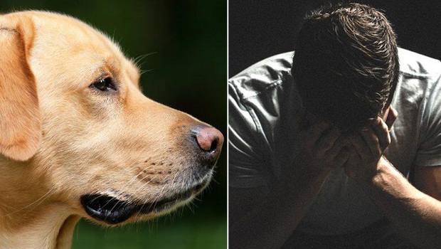 Bí ẩn về hiện tượng động vật tự tử hàng loạt, kết liễu kinh hoàng: Tại nạn hay cái chết có ý thức? - Ảnh 5.