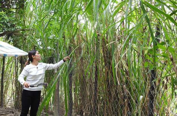  Nữ trưởng thôn cùng 4 hộ dân viết đơn xin rút khỏi hộ nghèo với lí do đặc biệt - Ảnh 2.