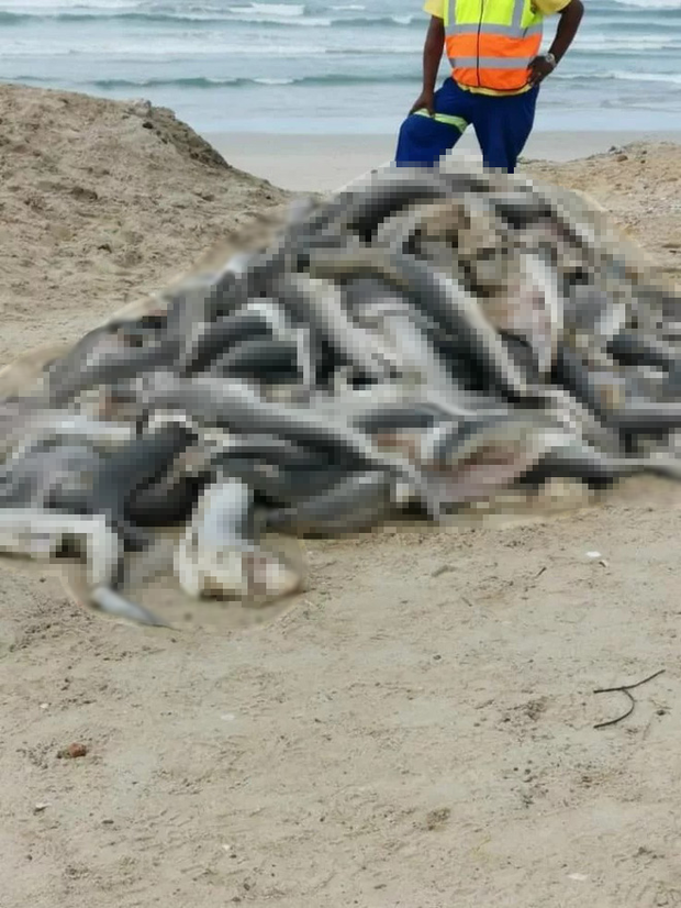 Hình ảnh kinh hoàng khi hàng tá xác cá chất thành đống trên bờ biển cho thấy sự tàn bạo của hoạt động khai thác vi cá mập - Ảnh 2.