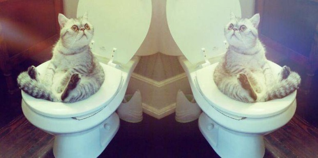 Có nên đi tiểu sau khi quan hệ hay không? - Ảnh 3.