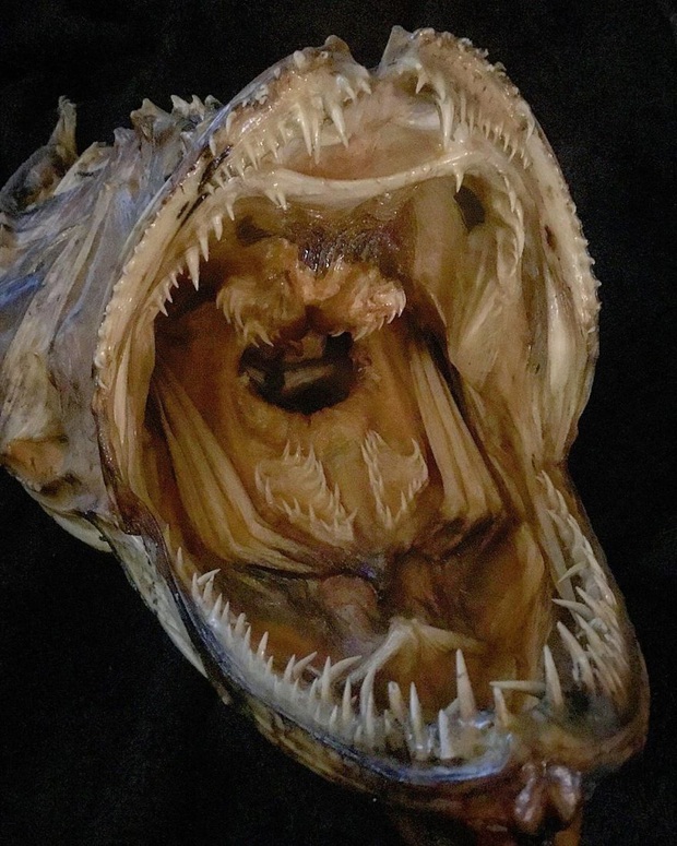Loạt ảnh những con thủy quái sống quanh quẩn dưới nước với hàm răng chi chít và nhọn hoắt mà khi nhìn vào đã thấy gai hết cả người  - Ảnh 12.
