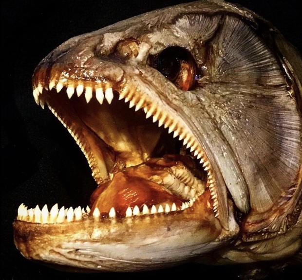 Loạt ảnh những con thủy quái sống quanh quẩn dưới nước với hàm răng chi chít và nhọn hoắt mà khi nhìn vào đã thấy gai hết cả người  - Ảnh 5.