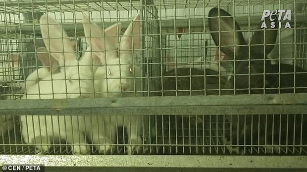 Phơi bày sự tàn bạo trong các nông trại khai thác lông động vật ở Nga: Thỏ, sóc bị giết hại để phục vụ cho những món đồ thời trang - Ảnh 3.
