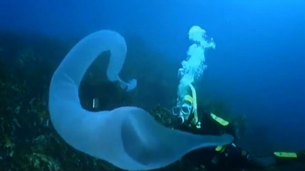 Kinh hãi khoảnh khắc đối mặt với quái vật biển dài 10 mét - Ảnh 2.