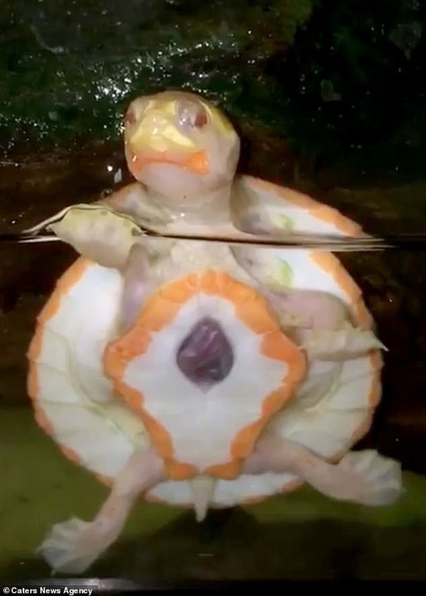 Tim ở bên ngoài lồng ngực: Chú rùa bạch tạng bất hạnh vẫn sống sót kỳ diệu - Ảnh 2.
