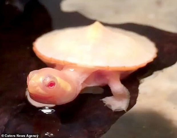 Tim ở bên ngoài lồng ngực: Chú rùa bạch tạng bất hạnh vẫn sống sót kỳ diệu - Ảnh 3.