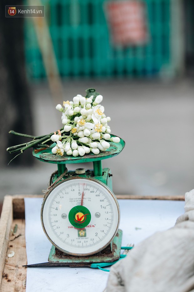 Hoa bưởi tháng 2 theo gió xuống phố Hà Nội, giá lên đến 300.000 đồng/kg vẫn cháy hàng - Ảnh 5.
