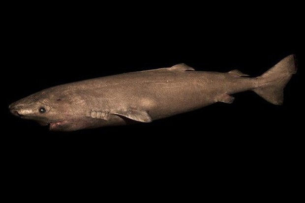Lão cá mập sống tới 272 năm  - Ảnh 3.