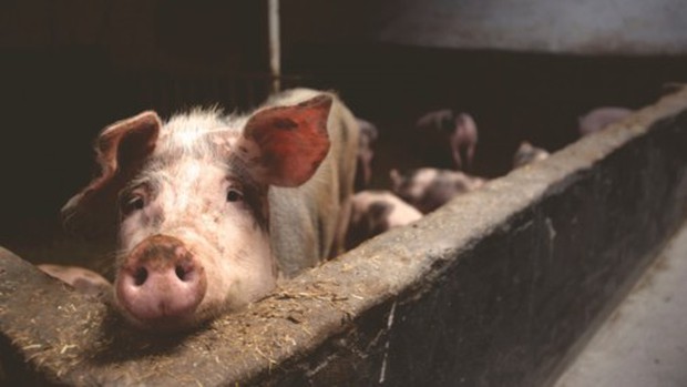 Nước đầu tiên trong EU khống chế thành công dịch tả lợn châu Phi - Ảnh 1.