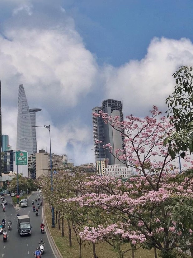 Dân tình ngỡ ngàng với loạt ảnh chụp hoa kèn hồng bung nở sớm tại Sài Gòn - Ảnh 4.