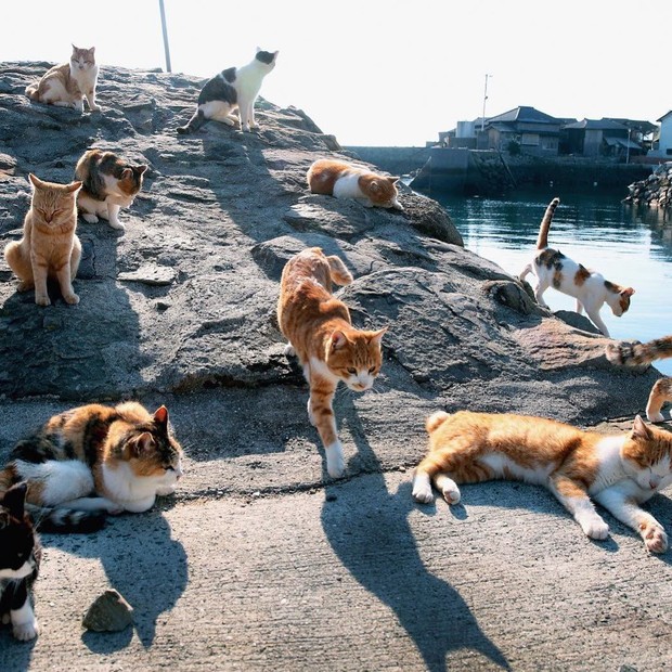 Đến thăm đảo mèo lớn nhất Nhật Bản, hội con sen đến đây thì đảm bảo sướng phát ngất! - Ảnh 1.