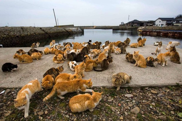 Đến thăm đảo mèo lớn nhất Nhật Bản, hội con sen đến đây thì đảm bảo sướng phát ngất! - Ảnh 7.