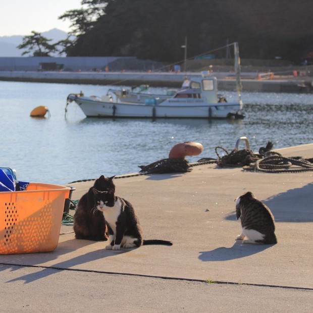 Đến thăm đảo mèo lớn nhất Nhật Bản, hội con sen đến đây thì đảm bảo sướng phát ngất! - Ảnh 11.