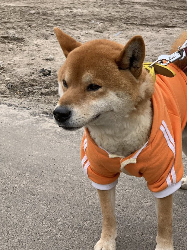 Chú chó shiba quản lý quầy khoai lang nướng ở Nhật khiến 5000 anh em mong mỏi được diện kiến một lần - Ảnh 7.