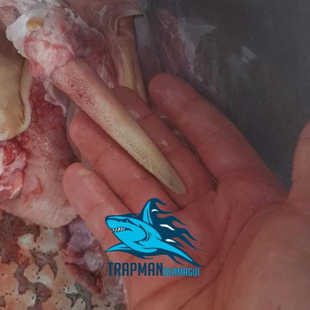 Ngư dân vừa câu được cá mập thì bị thủy quái từ đâu đến giành mất luôn một nửa - Ảnh 2.