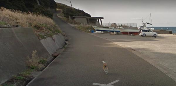Chú chó Nhật hủy hoại mọi khung hình của Google Street View vì đuổi theo camera - Ảnh 7.