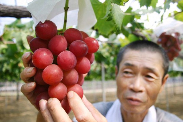 Nhật Bản có những loại trái cây thoạt nhìn thì cũng thường nhưng có giá cao bất ngờ - Ảnh 6.