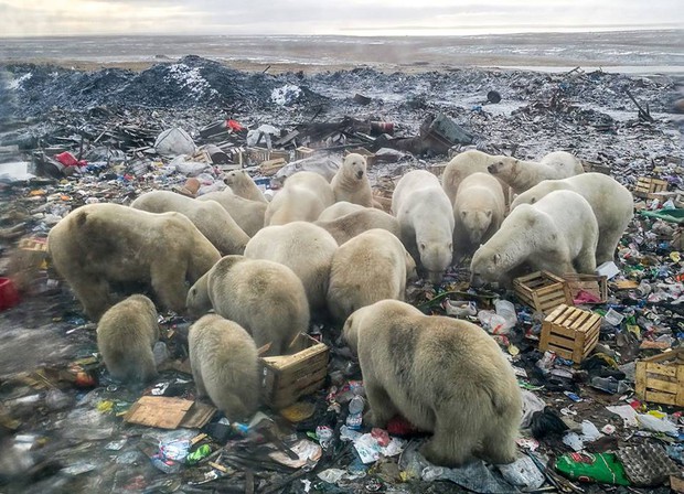 Gấu trắng Bắc Cực đi lạc 700km kiếm thức ăn - hình ảnh thương tâm của tình trạng biến đổi khí hậu - Ảnh 2.