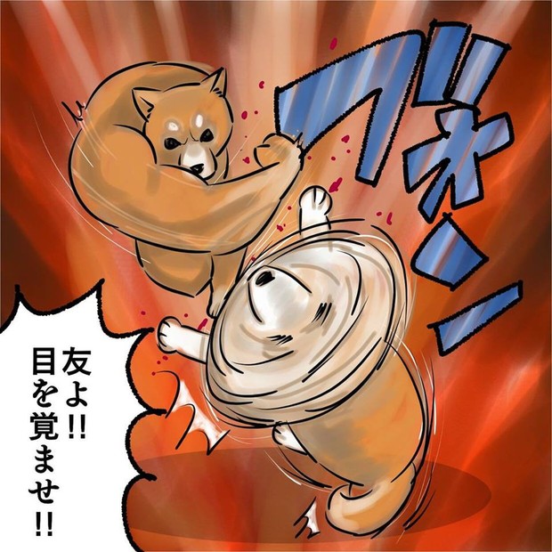 Khoảnh khắc chú chó Shiba quay đầu tung nắm đấm không trượt phát nào như Saitama bất ngờ gây sốt trên MXH - Ảnh 3.