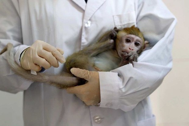 Các nhà khoa học Trung Quốc đang tạo ra những con khỉ có bộ não ngày càng giống người - Ảnh 4.