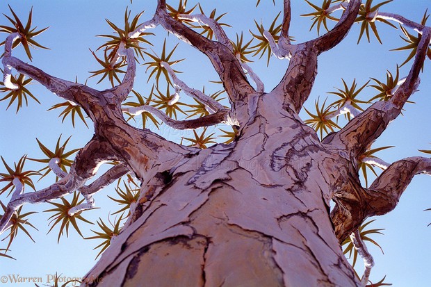 Loài cây như gốc rễ lộn ngược này hóa ra còn quý hơn cả kim cương đối với người Namibia - Ảnh 5.