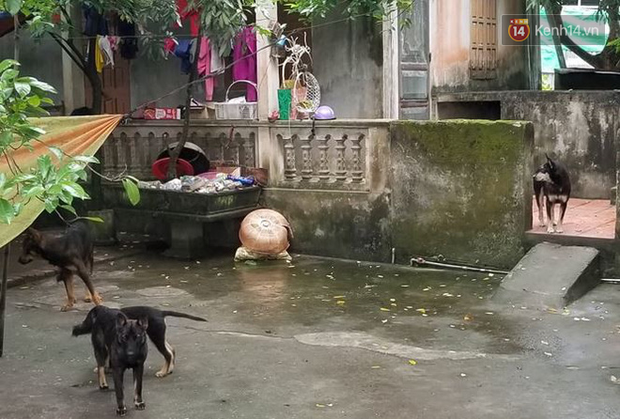 Luật sư: Chủ của đàn chó cắn tử vong bé trai 7 tuổi có thể đối mặt mức án 3 năm tù - Ảnh 5.