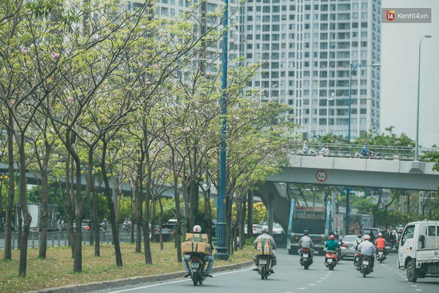 Sài Gòn mùa hoa kèn hồng: dịu dàng và dễ thương đến lạ! - Ảnh 6.