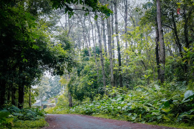Ngay giữa lòng một trường Đại học ở Hà Nội xuất hiện khu rừng rộng 110ha, mùa nào cũng đẹp như tranh vẽ - Ảnh 6.