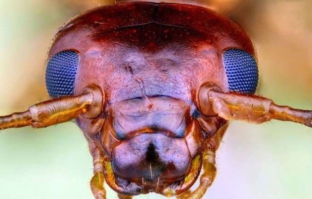 Những bức ảnh lạ thường về các loài côn trùng khi chụp cận cảnh - Ảnh 1.