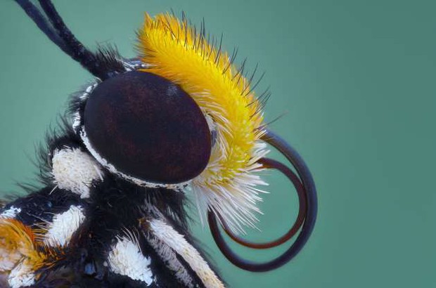 Những bức ảnh lạ thường về các loài côn trùng khi chụp cận cảnh - Ảnh 14.
