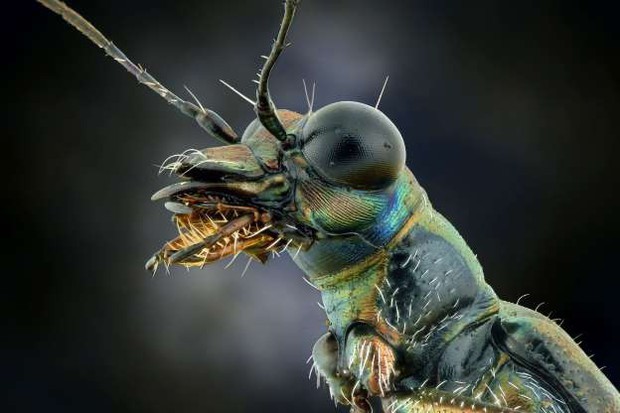 Những bức ảnh lạ thường về các loài côn trùng khi chụp cận cảnh - Ảnh 15.