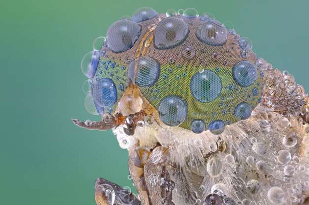 Những bức ảnh lạ thường về các loài côn trùng khi chụp cận cảnh - Ảnh 18.