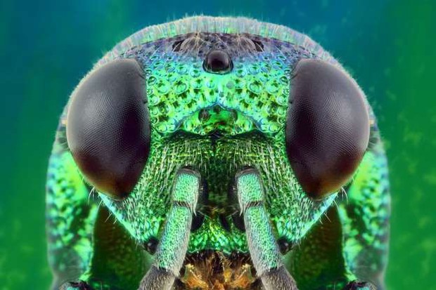 Những bức ảnh lạ thường về các loài côn trùng khi chụp cận cảnh - Ảnh 19.