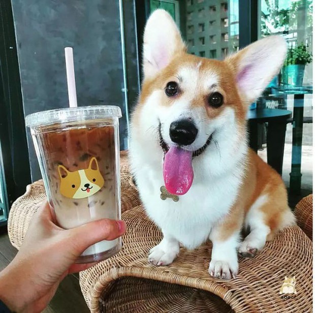 Ngắm nghía quán cà phê chó Corgi ở Thái Lan đang khiến cả MXH phát cuồng vì đáng yêu hết nấc - Ảnh 2.