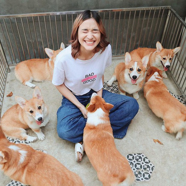 Ngắm nghía quán cà phê chó Corgi ở Thái Lan đang khiến cả MXH phát cuồng vì đáng yêu hết nấc - Ảnh 7.