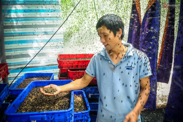 Chàng kỹ sư Sài Gòn bỏ việc về quê nuôi ruồi, doanh thu 80 triệu đồng/tháng: Từng bị gia đình phản đối, bạn bè cười nhạo - Ảnh 4.