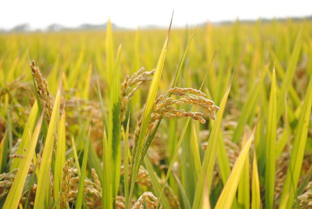 Sinh ra là người Việt, yêu thương hạt gạo dường như nằm trong bản năng của chúng ta - Ảnh 3.