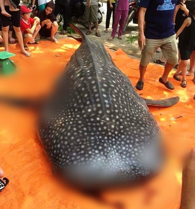 Thực hư sự việc ngư dân Sầm Sơn xẻ thịt cá voi nhám bày bán, mang về chế biến thức ăn - Ảnh 1.