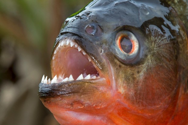 Loài người thực sự nợ cá Piranha khét tiếng Amazon một lời xin lỗi: chúng đáng sợ là do con người - Ảnh 1.