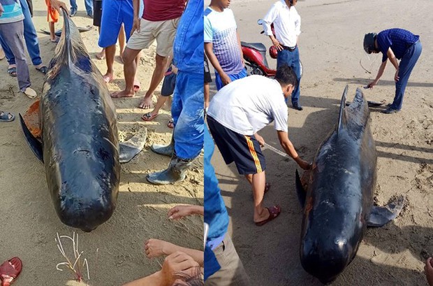 Cá voi gần 1 tấn trôi dạt vào bờ biển Hà Tĩnh - Ảnh 1.