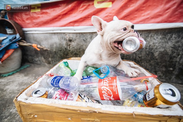 Đây là gia tài siêu to khổng lồ của Ủn - Chú chó thích đi nhặt ve chai ở Hà Nội - Ảnh 4. Đây là gia tài siêu to khổng lồ của Ủn - Chú chó thích đi nhặt ve chai ở Hà Nội - Ảnh 4.