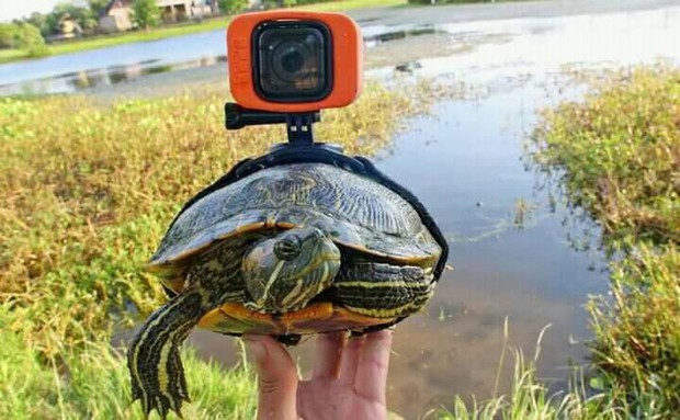 Gắn camera lên người boss cưng để làm vlog YouTube: Trào lưu mới đang manh nha đổ bộ Việt Nam? - Ảnh 2.
