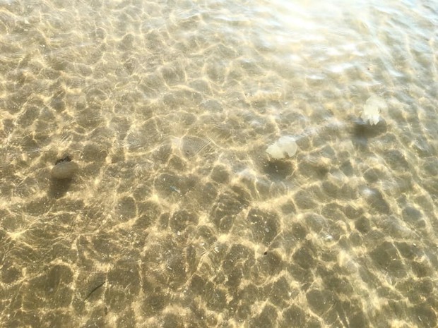 Bãi tắm ở Vũng Tàu xuất hiện nhiều sứa lửa, mùa này đi biển có gặp thì nhớ bỏ túi loạt bí kíp này nhé! - Ảnh 3.